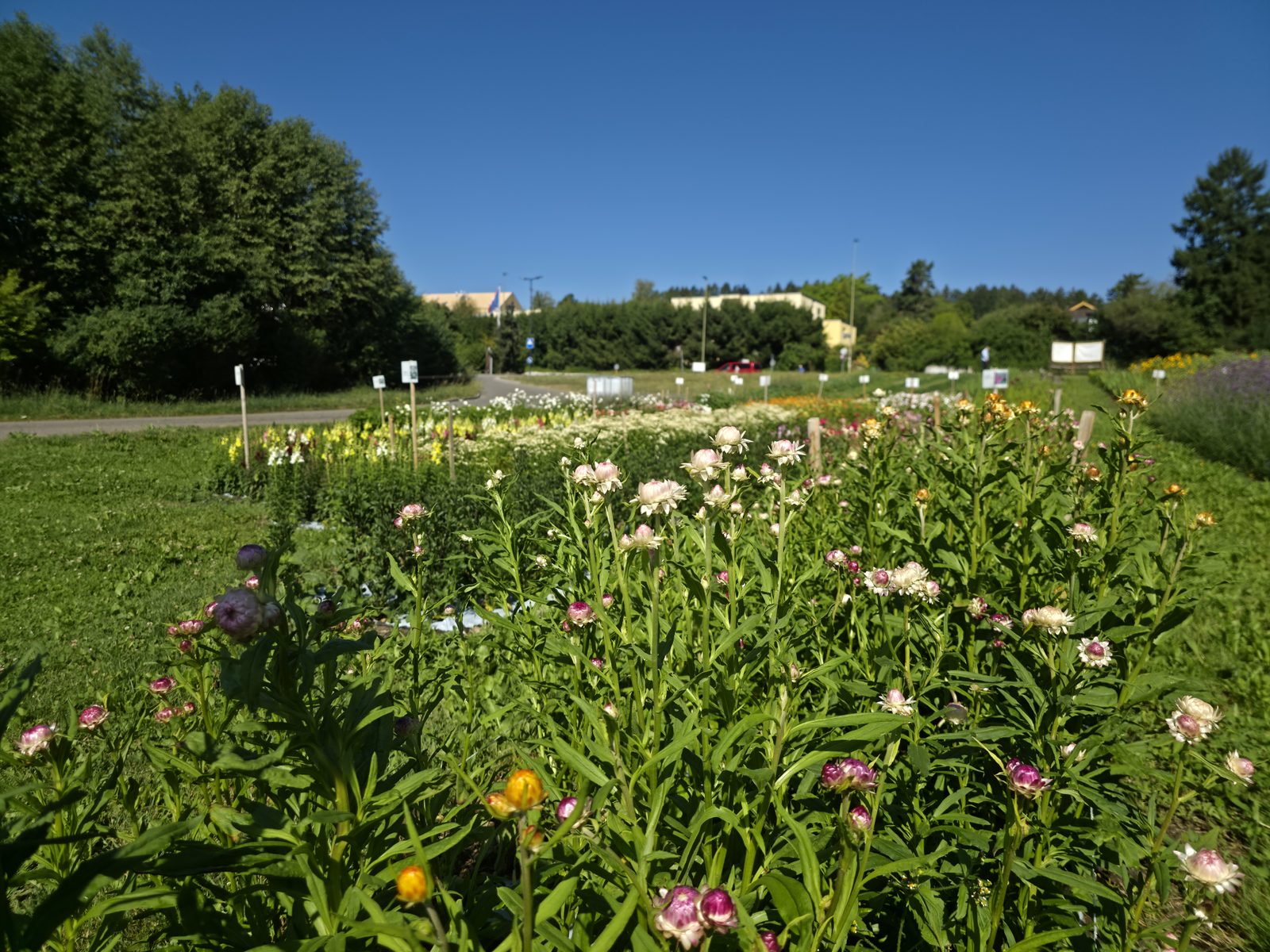 Bunte Schnittblumen unter blauem Himmel