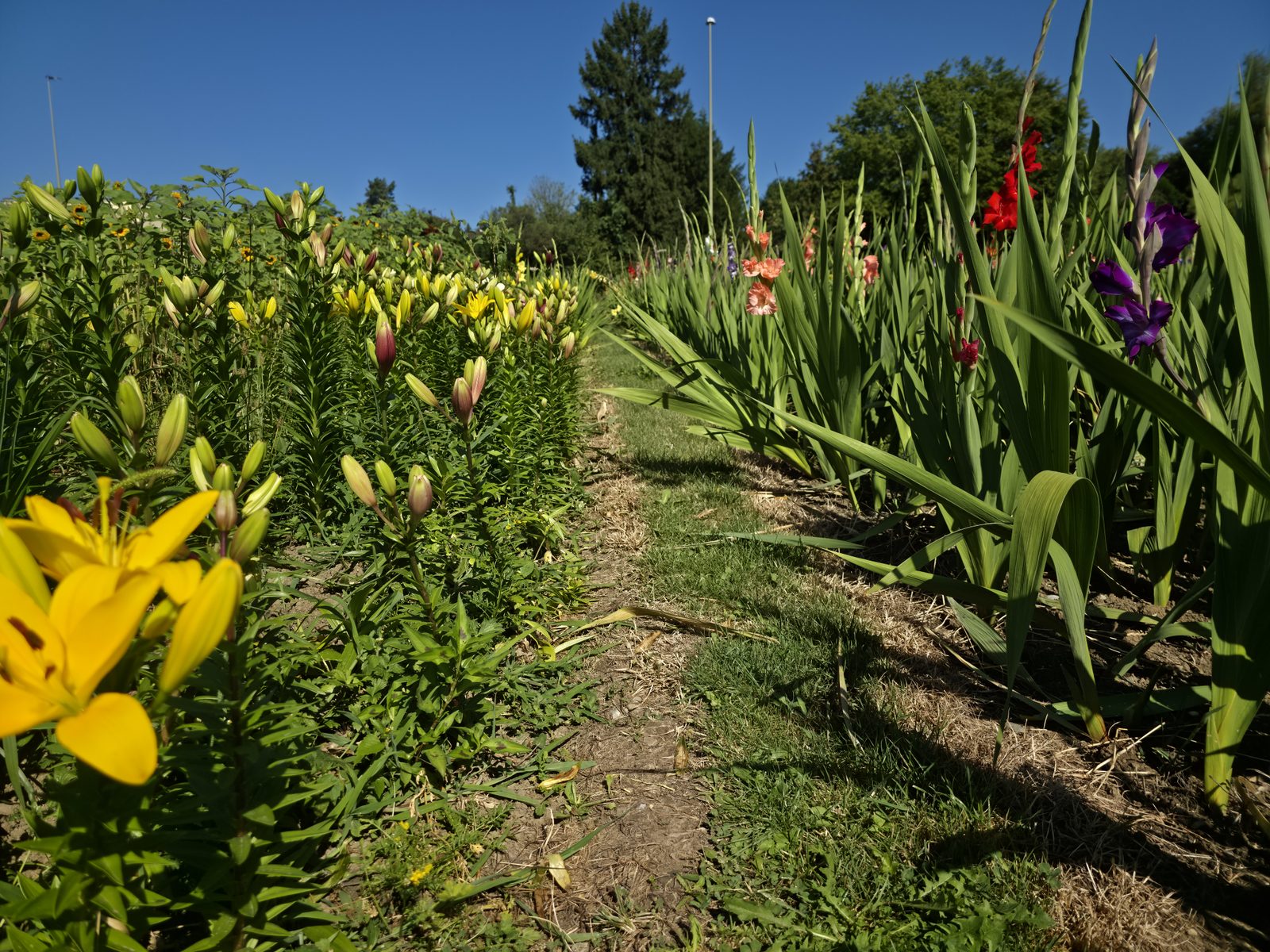 Blühende Lilien und Gladiolen entlang eines Wiesenwegs