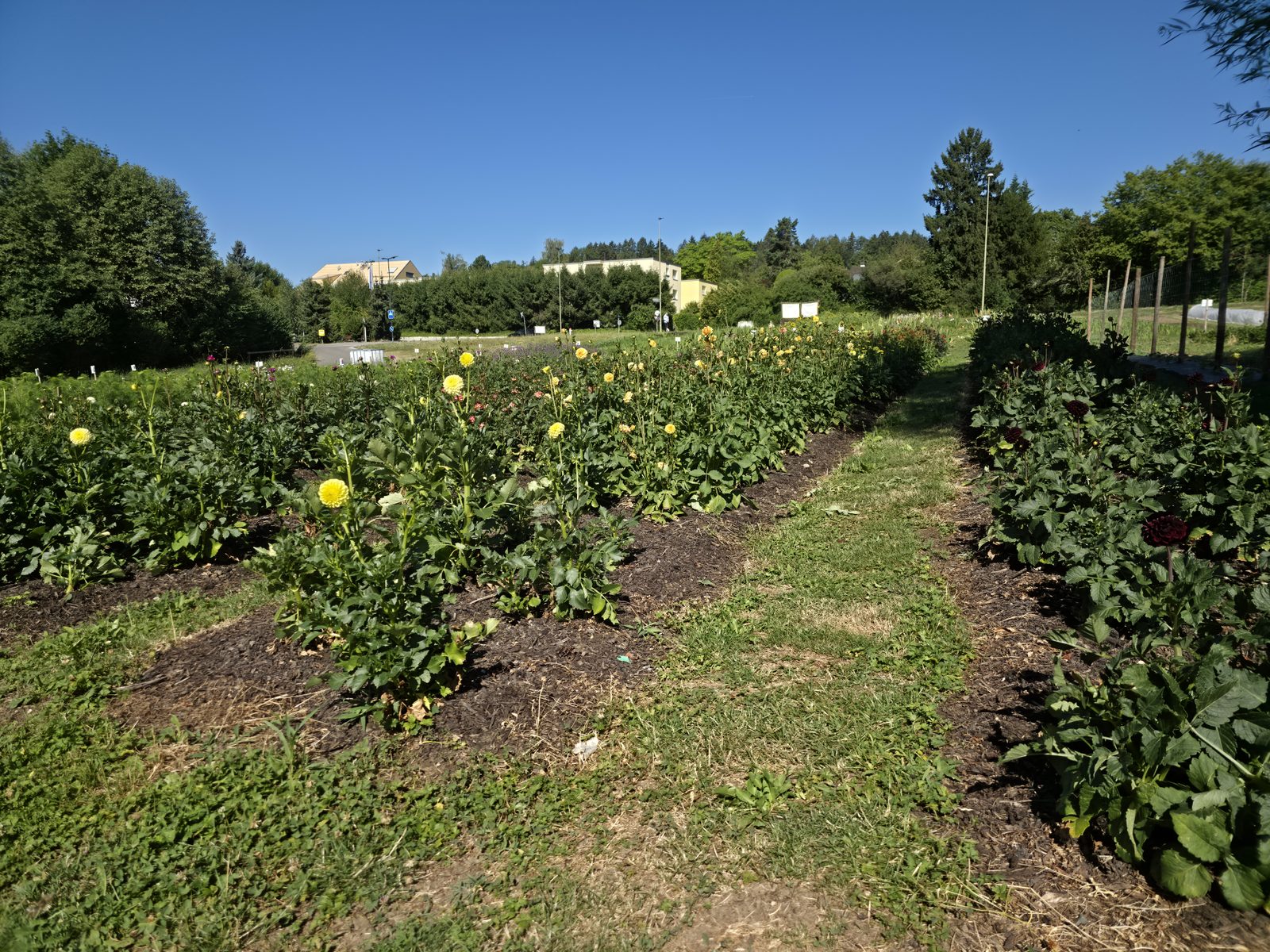 Blumenbeete mit Dahlien und einem Wiesenweg